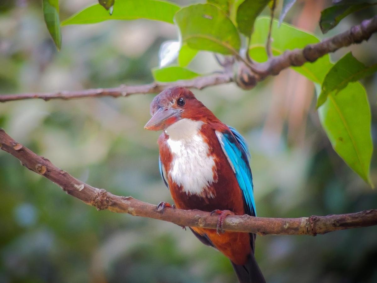 Birds Paradise Cabanas Unawatuna Exteriör bild