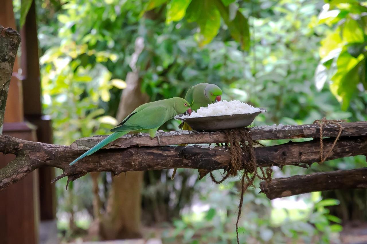 Birds Paradise Cabanas Unawatuna Exteriör bild