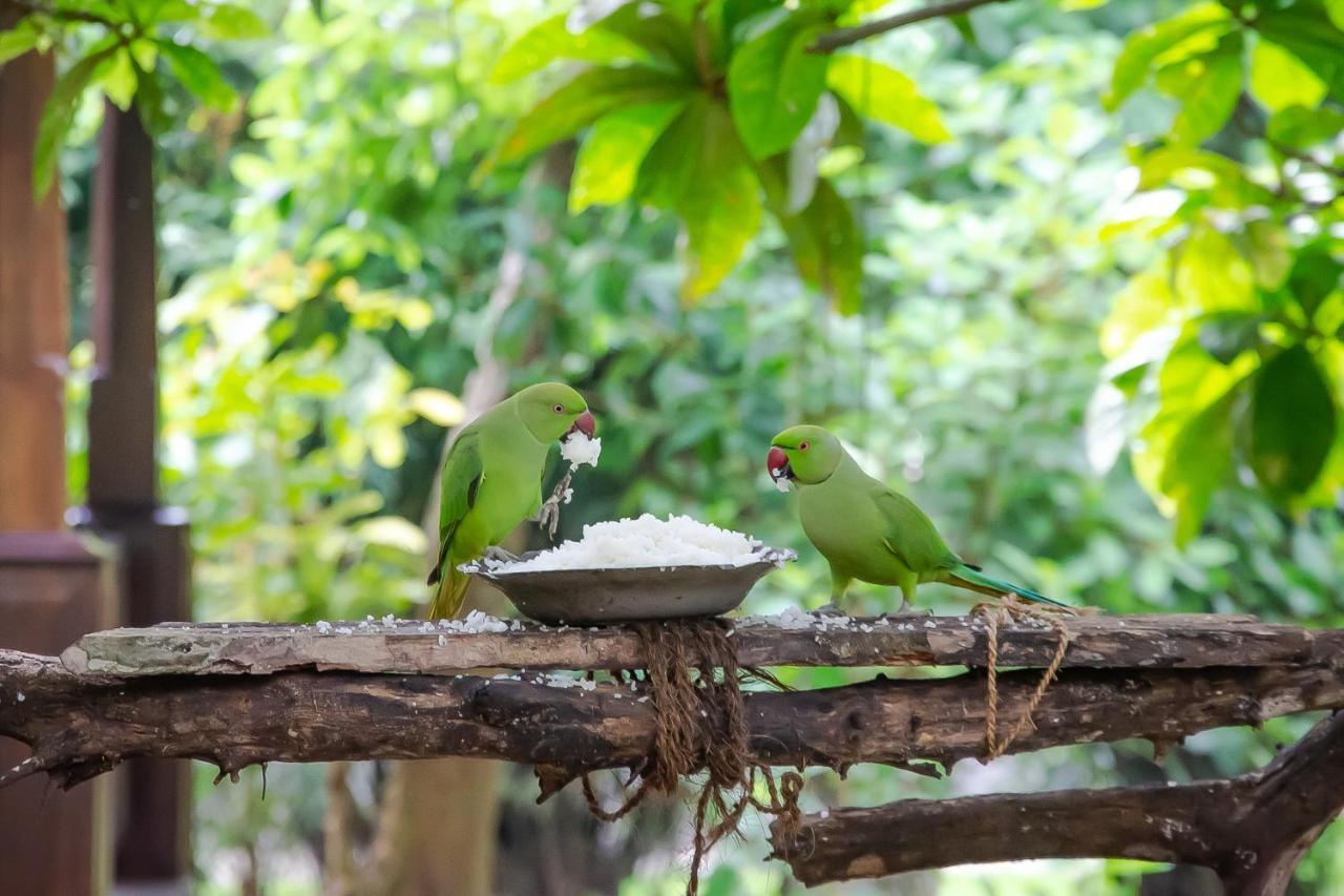 Birds Paradise Cabanas Unawatuna Exteriör bild