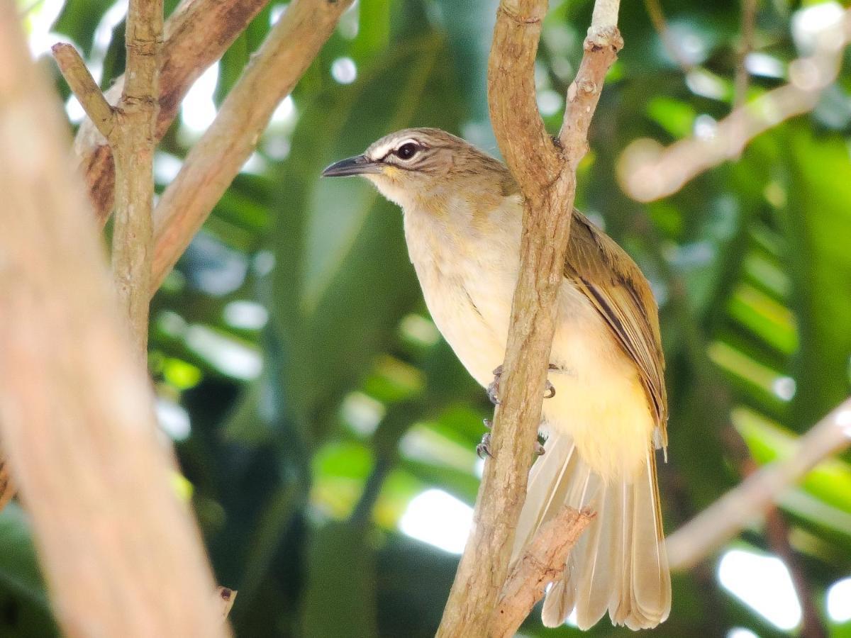 Birds Paradise Cabanas Unawatuna Exteriör bild